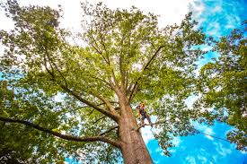 Best Seasonal Cleanup (Spring/Fall)  in Lifornia Polytechnic State University, CA
