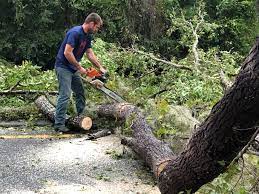 Best Tree Cabling and Bracing  in Lifornia Polytechnic State University, CA