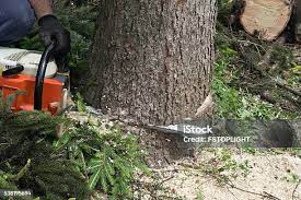 Best Root Management and Removal  in Lifornia Polytechnic State University, CA