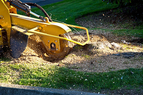 Best Palm Tree Trimming  in Lifornia Polytechnic State University, CA
